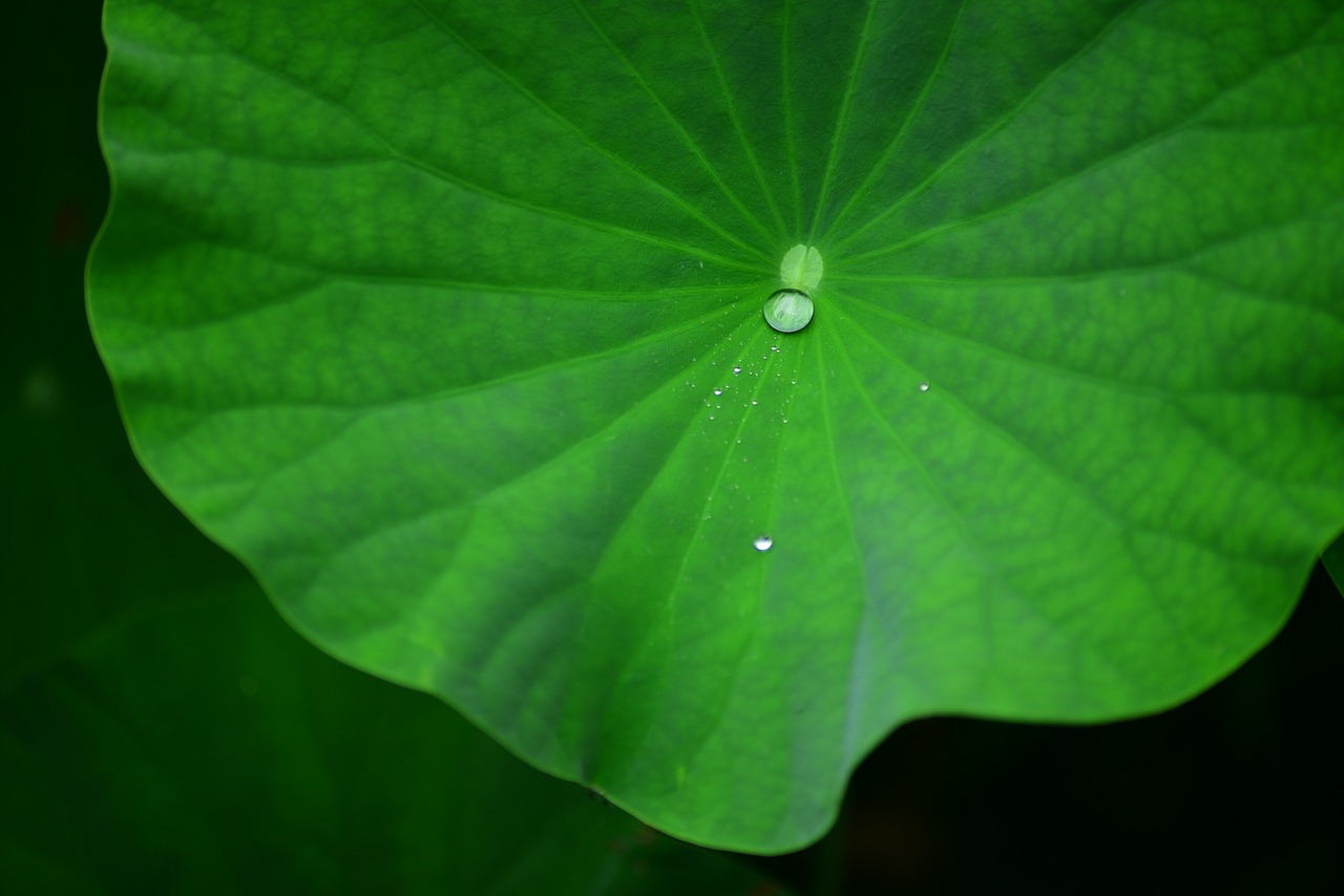 flower  lotus  plant free photo