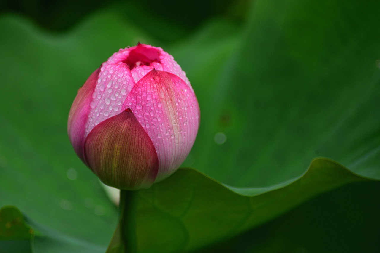 flower  lotus  plant free photo