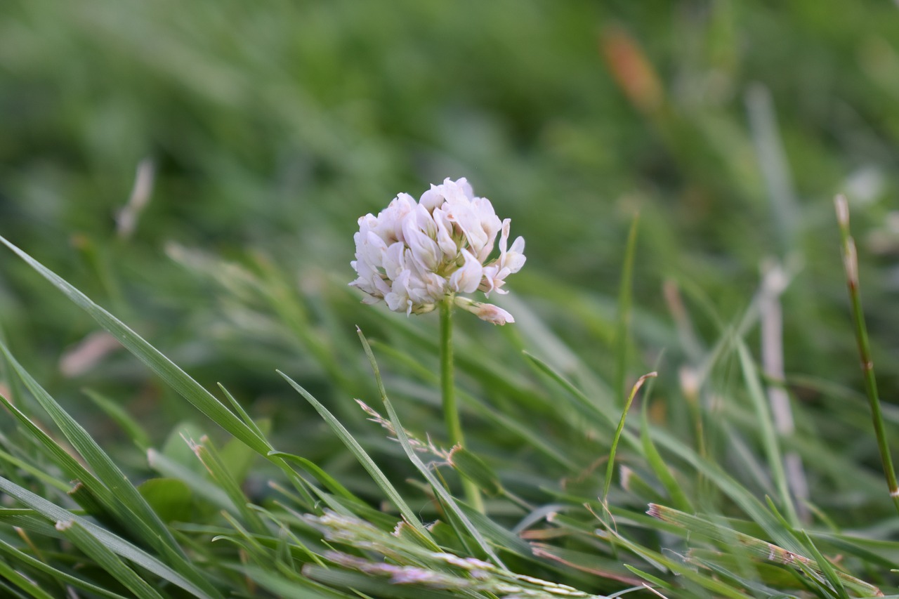 flower  clover  grass free photo