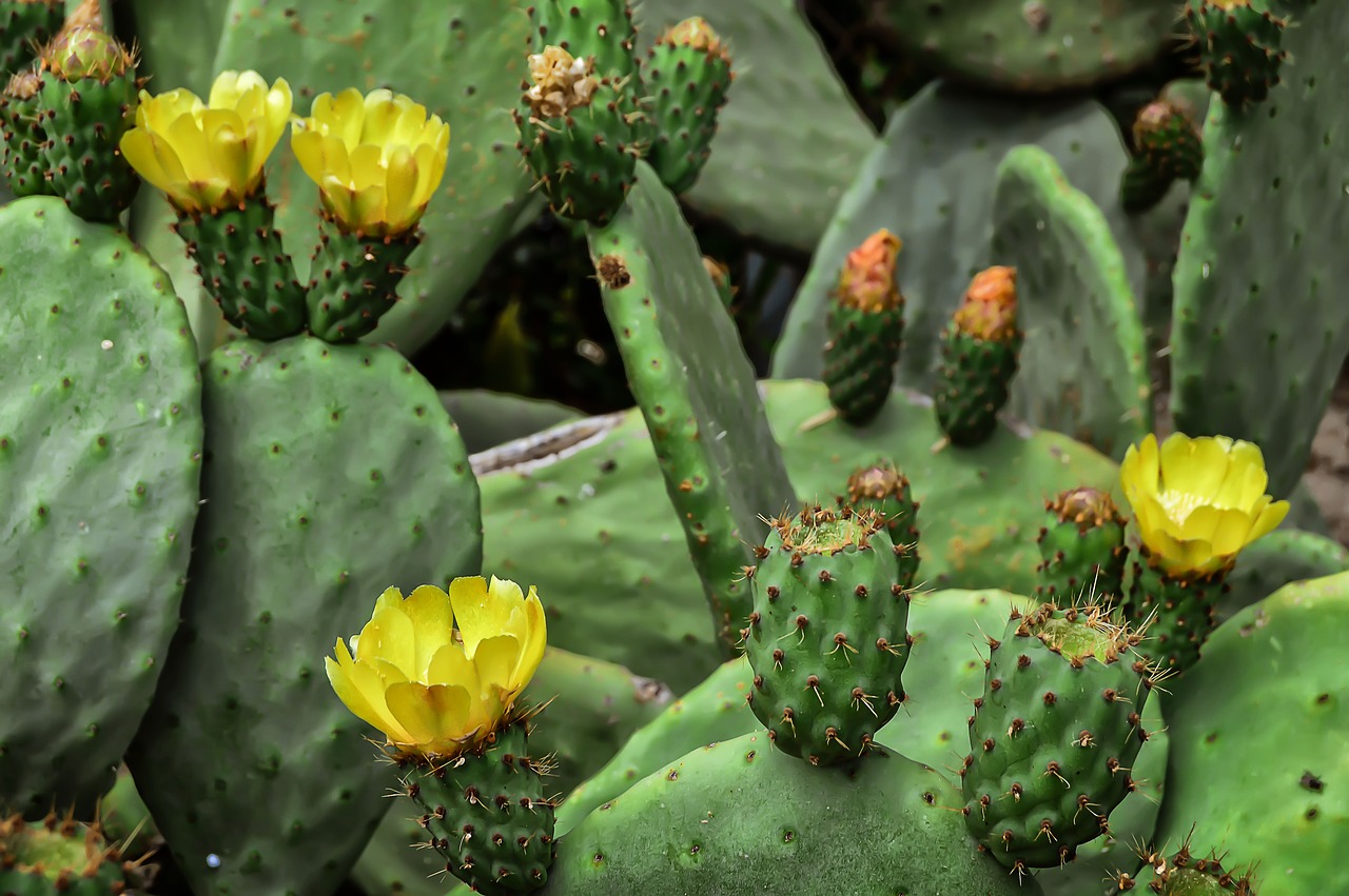 flower  prickly pear  fruit free photo
