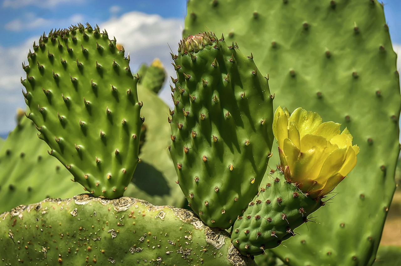 flower  yellow flower  prickly pear free photo