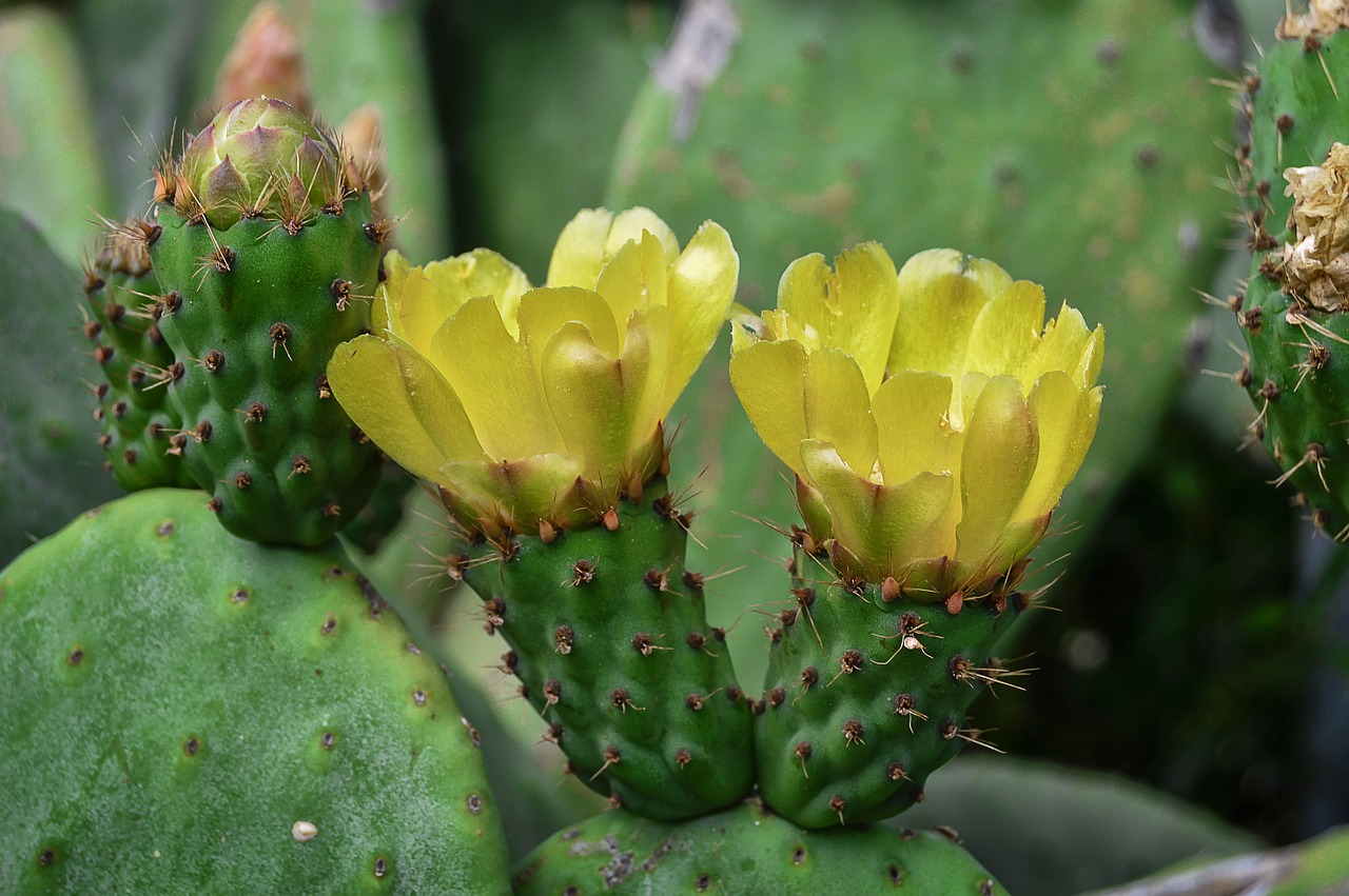 flower  yellow flower  prickly pear free photo