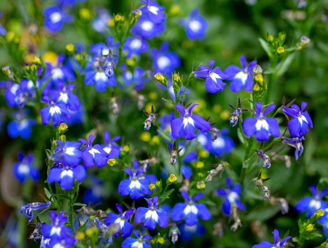 flower  blue  floral free photo