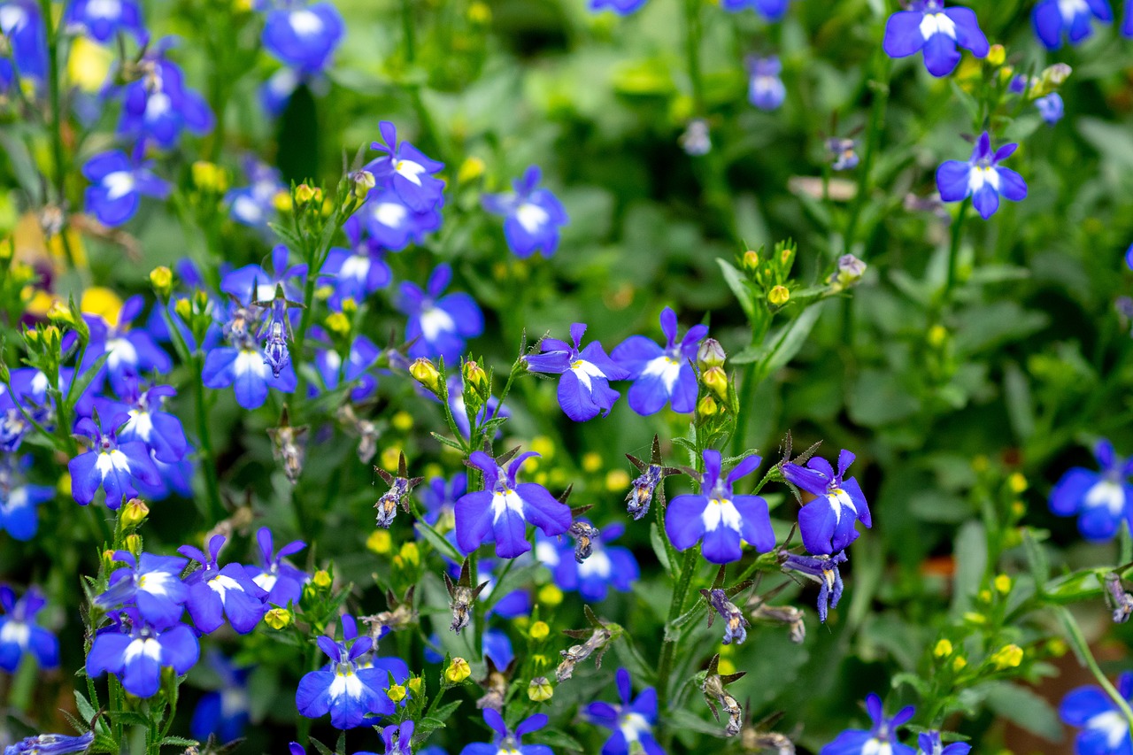 flower  blue  floral free photo