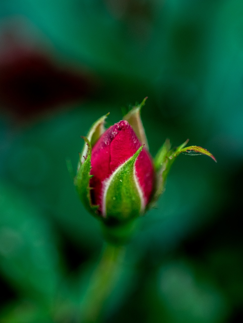 flower  red  floral free photo