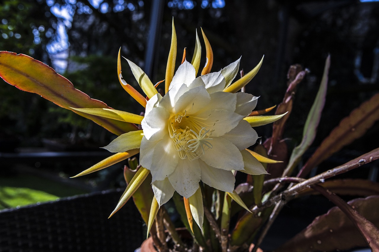 flower  cactus  flowering free photo