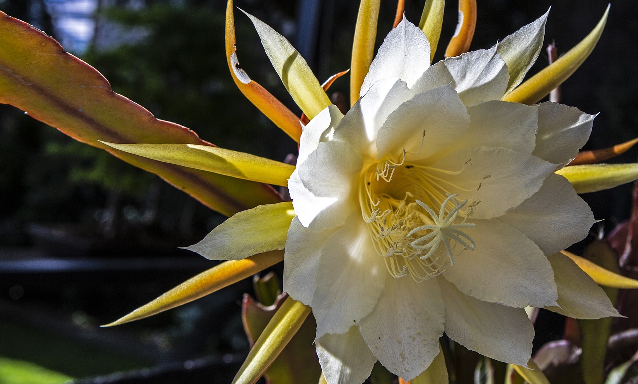 flower  cactus  white flower free photo