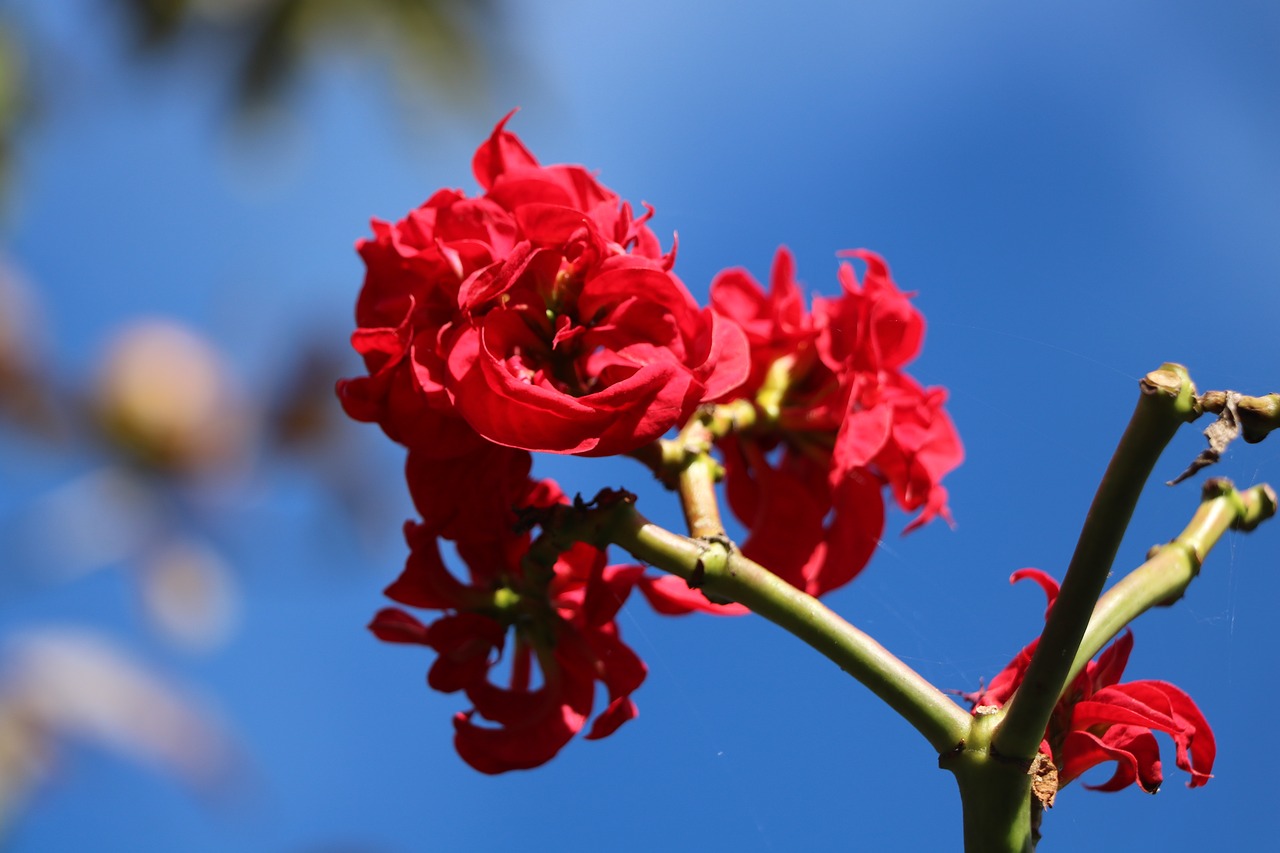 flower  nature  pink free photo