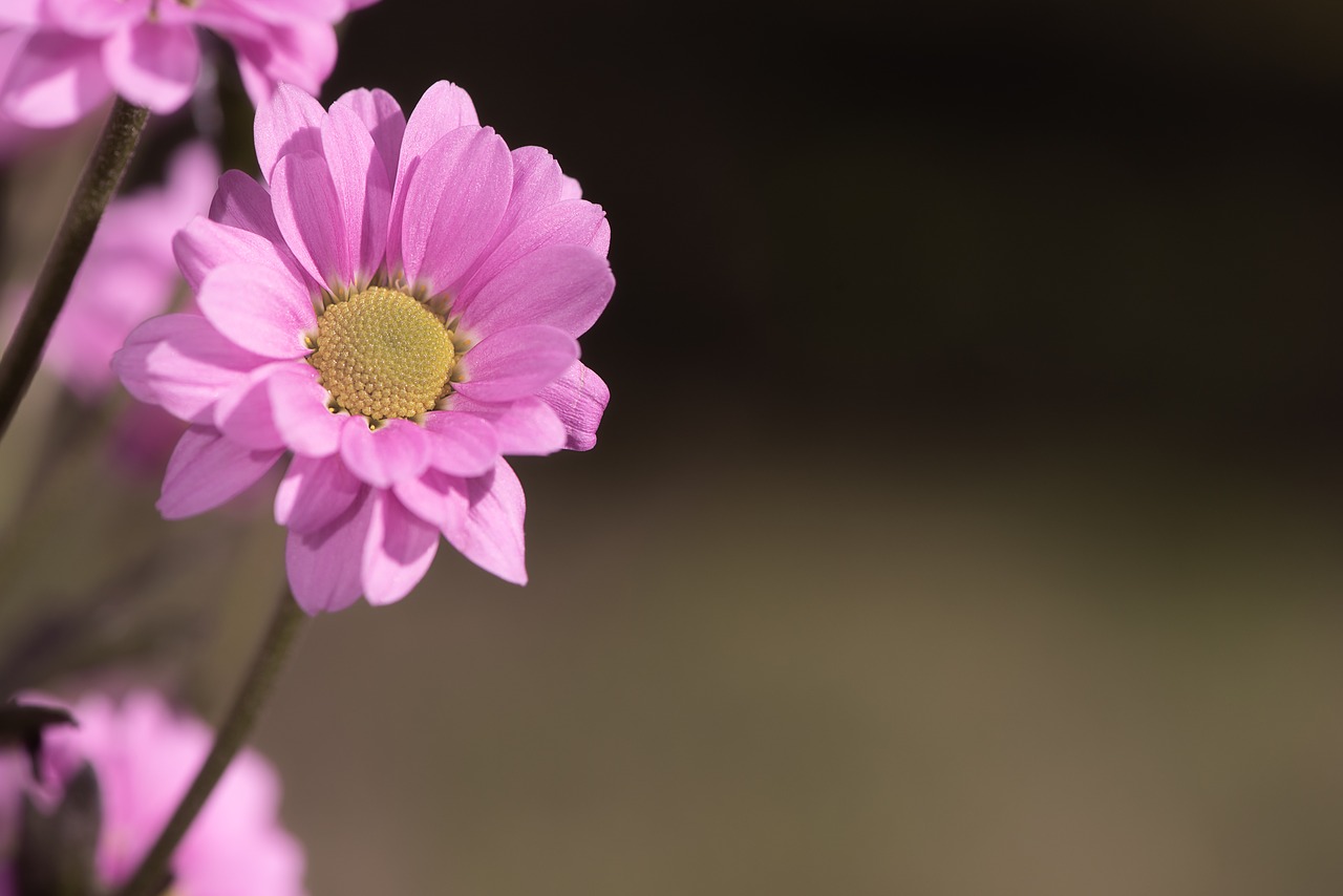 flower  pink  pink flower free photo