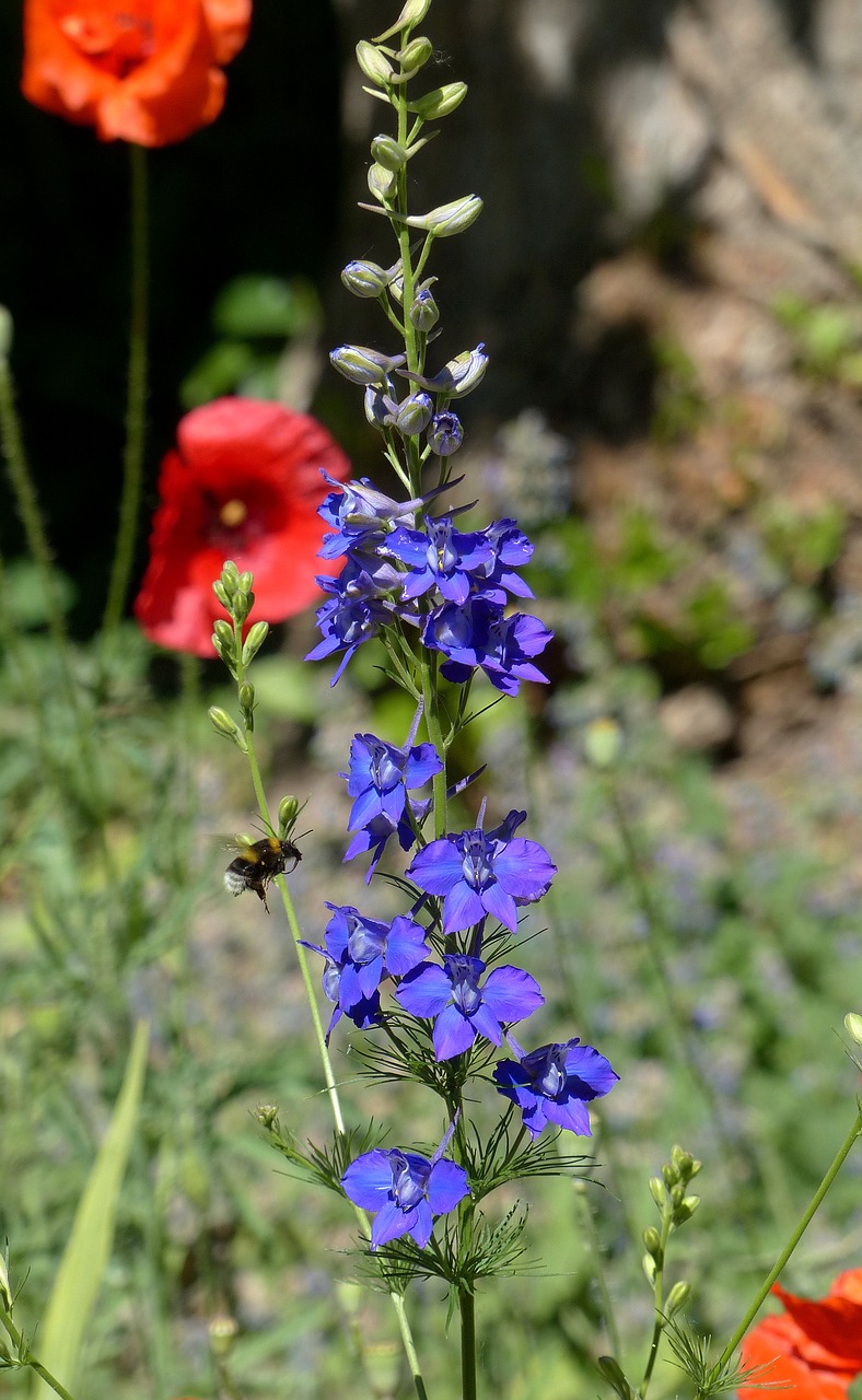 flower  blue  bumblebee free photo
