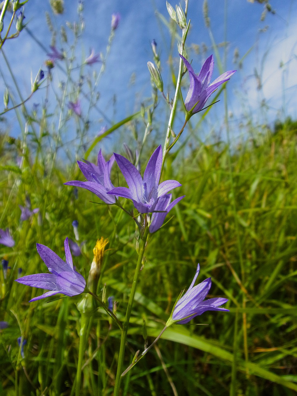 flower  spring  bellflower free photo