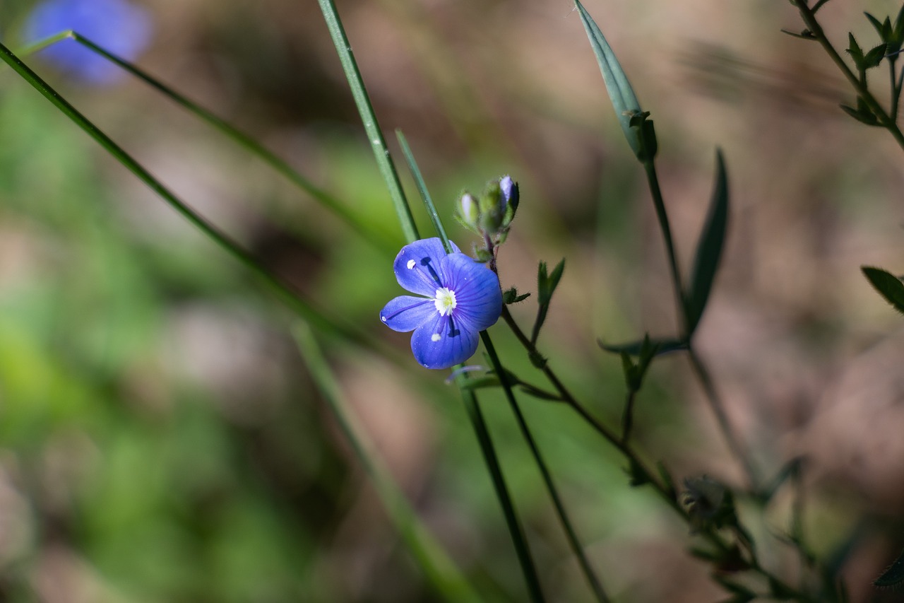 flower  blue  nature free photo