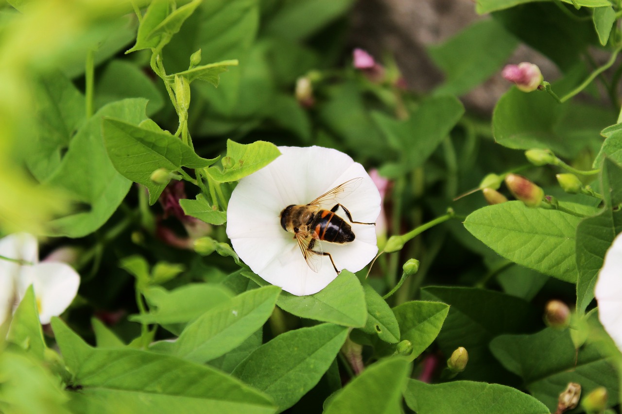 flower  osa  bee free photo