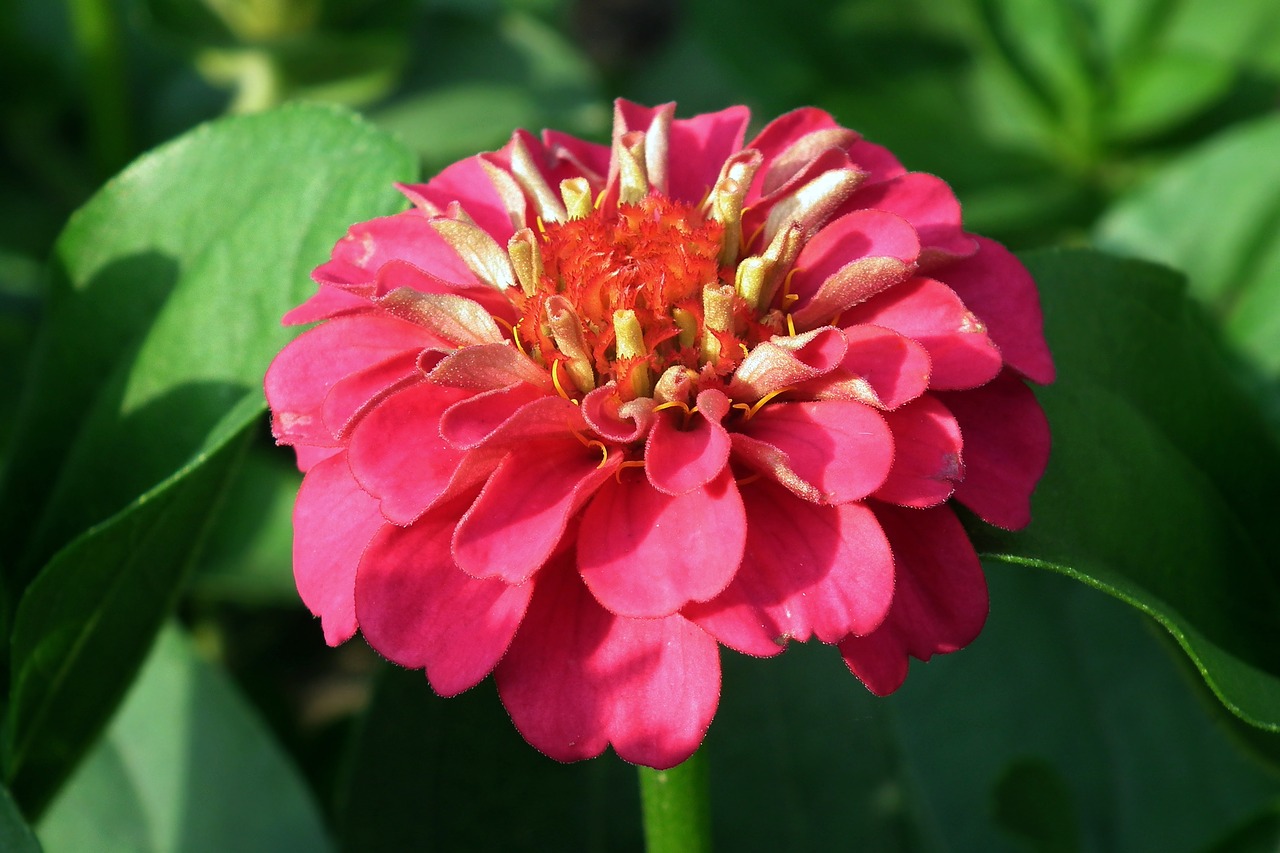 flower  zinnia  nature free photo