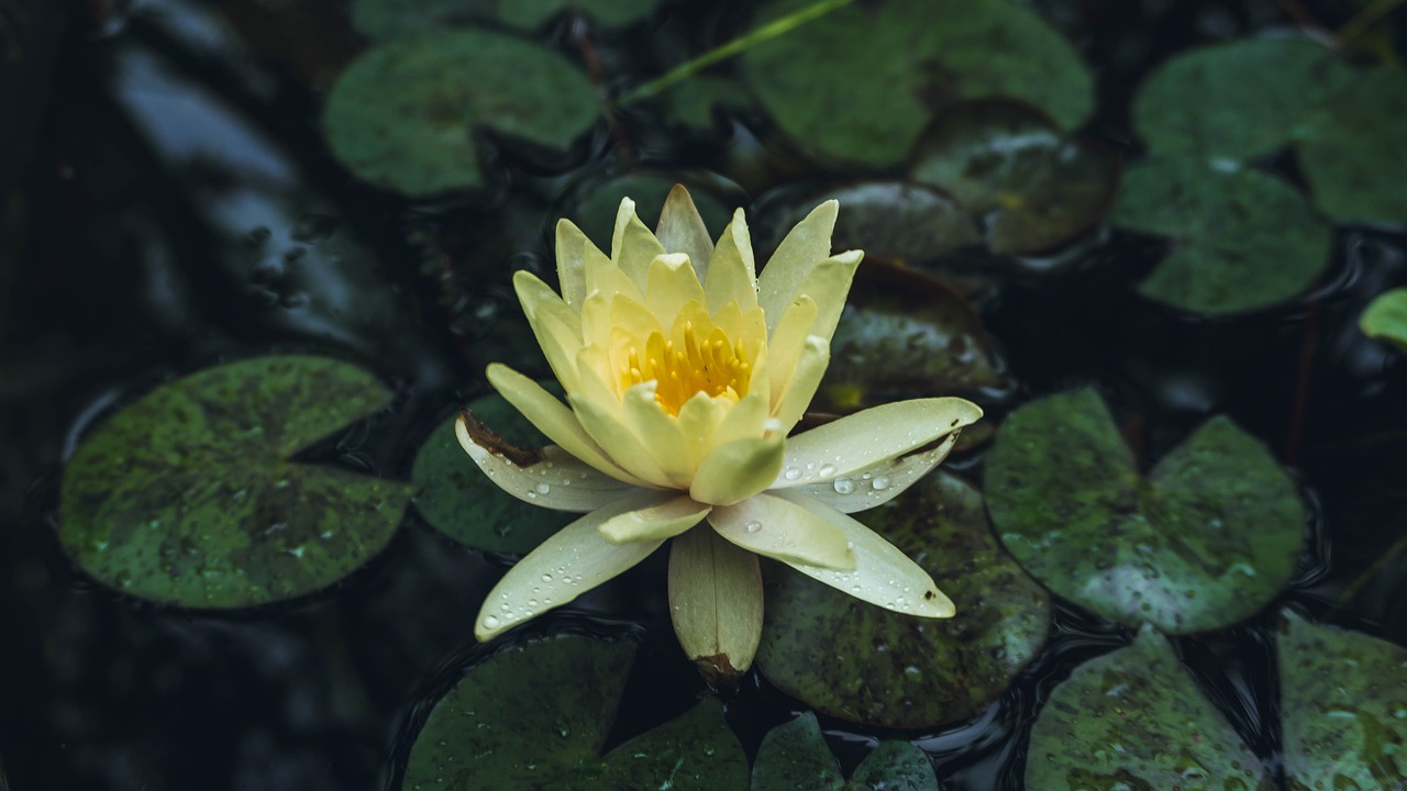 flower  lotus  water free photo