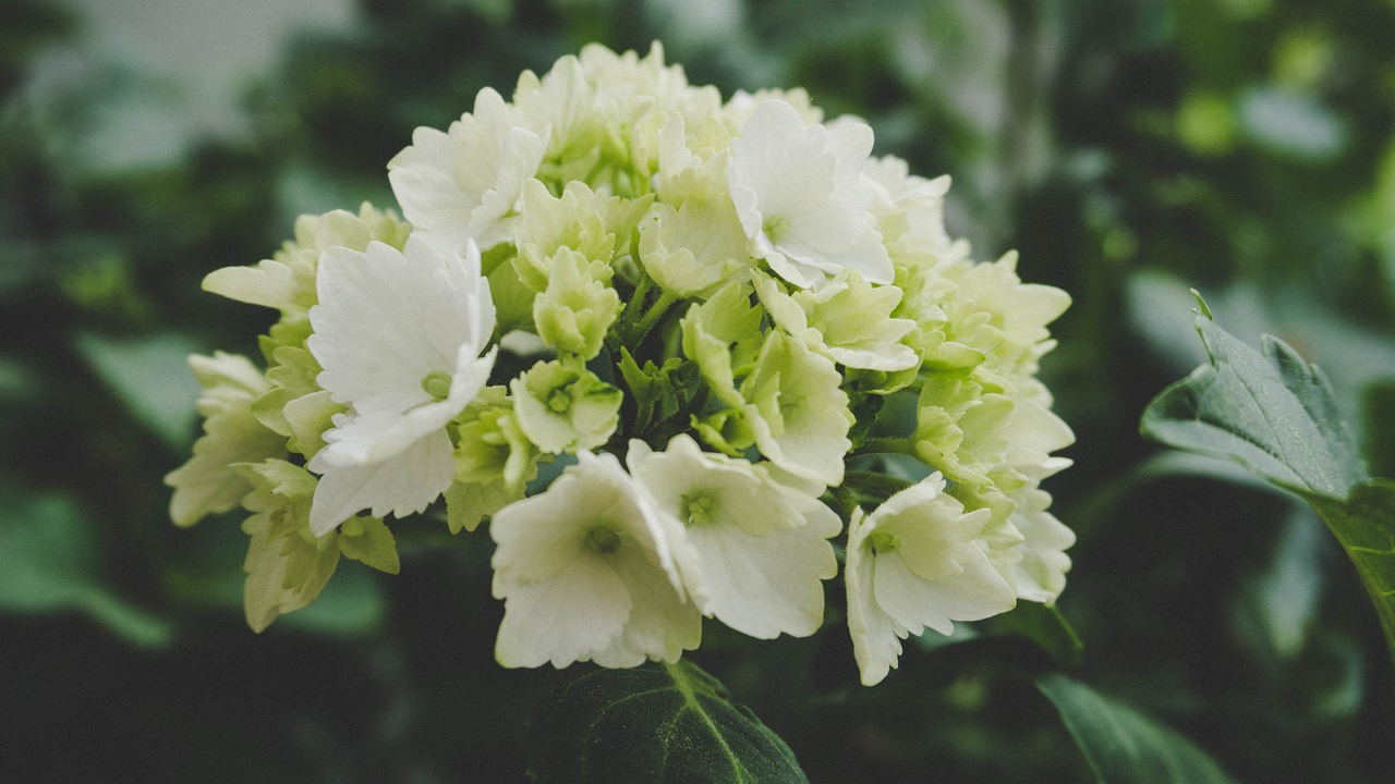 flower  white  nature free photo