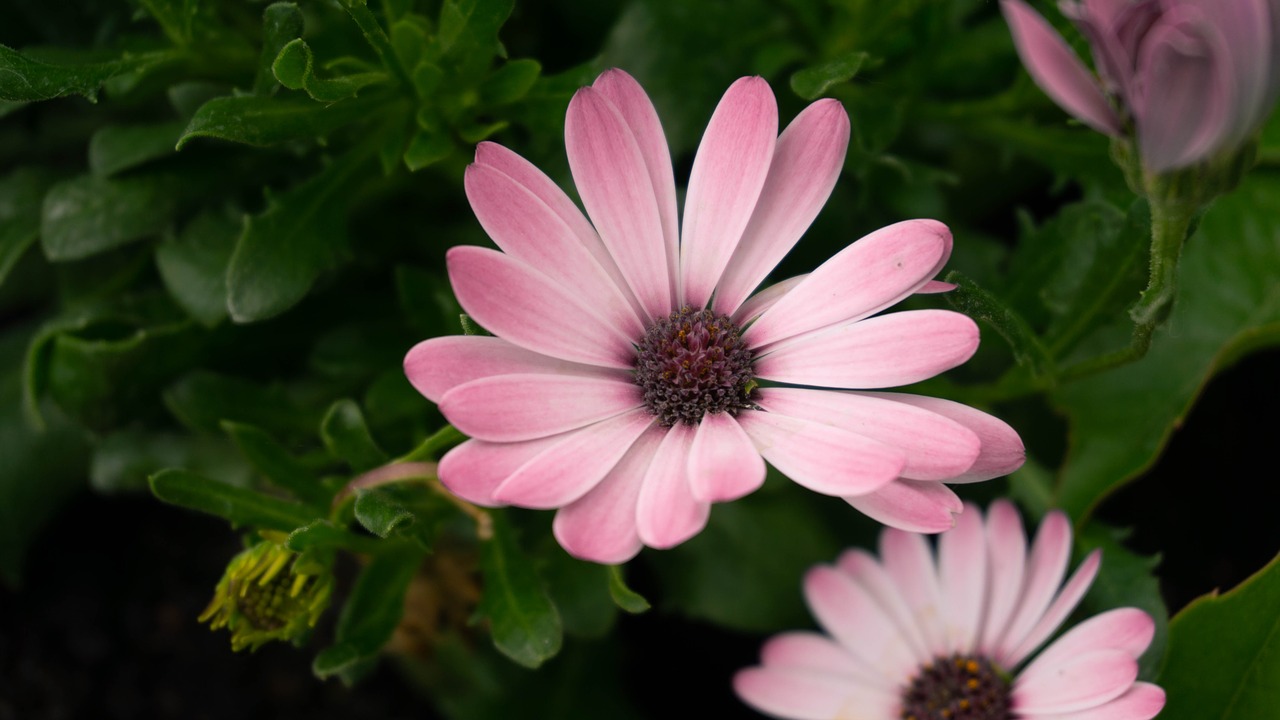 flower  pink  nature free photo