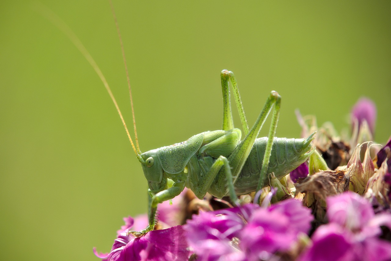 flower  grasshopper  nature free photo