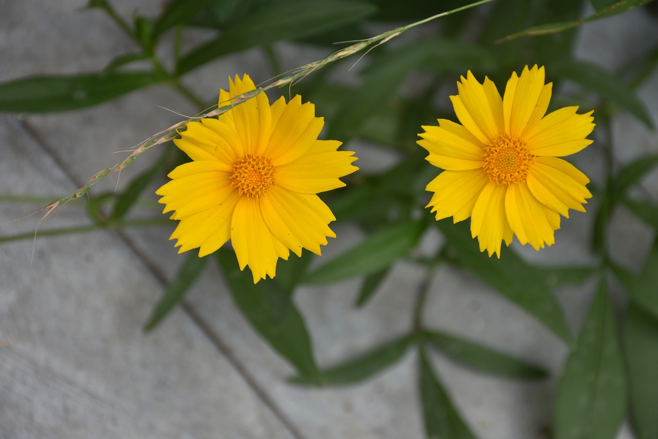 flower  plant  lonely free photo