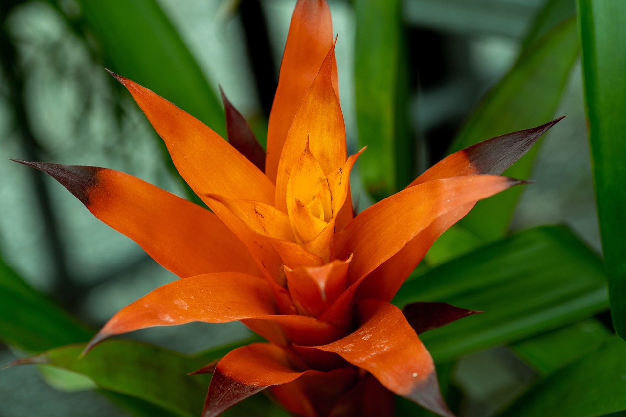 flower  orange  orange flower free photo