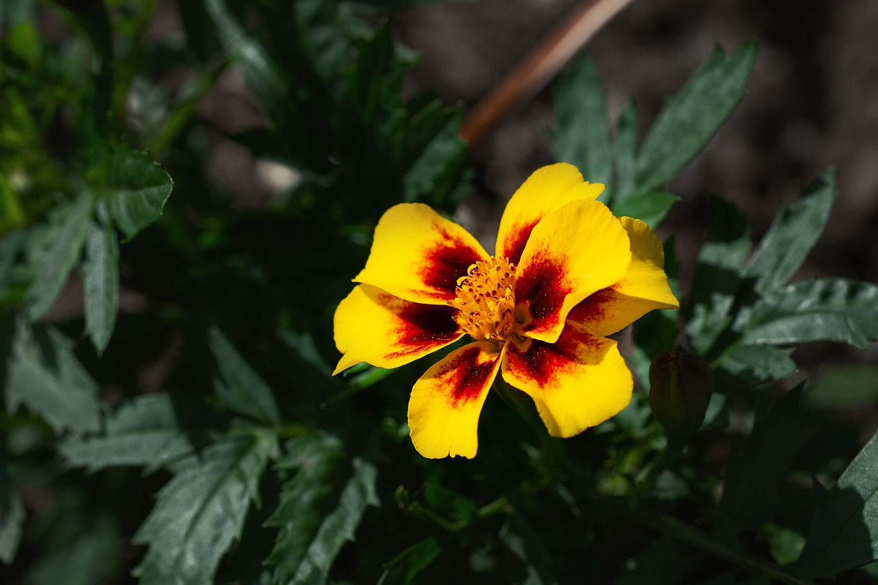 flower  yellow  yellow flower free photo