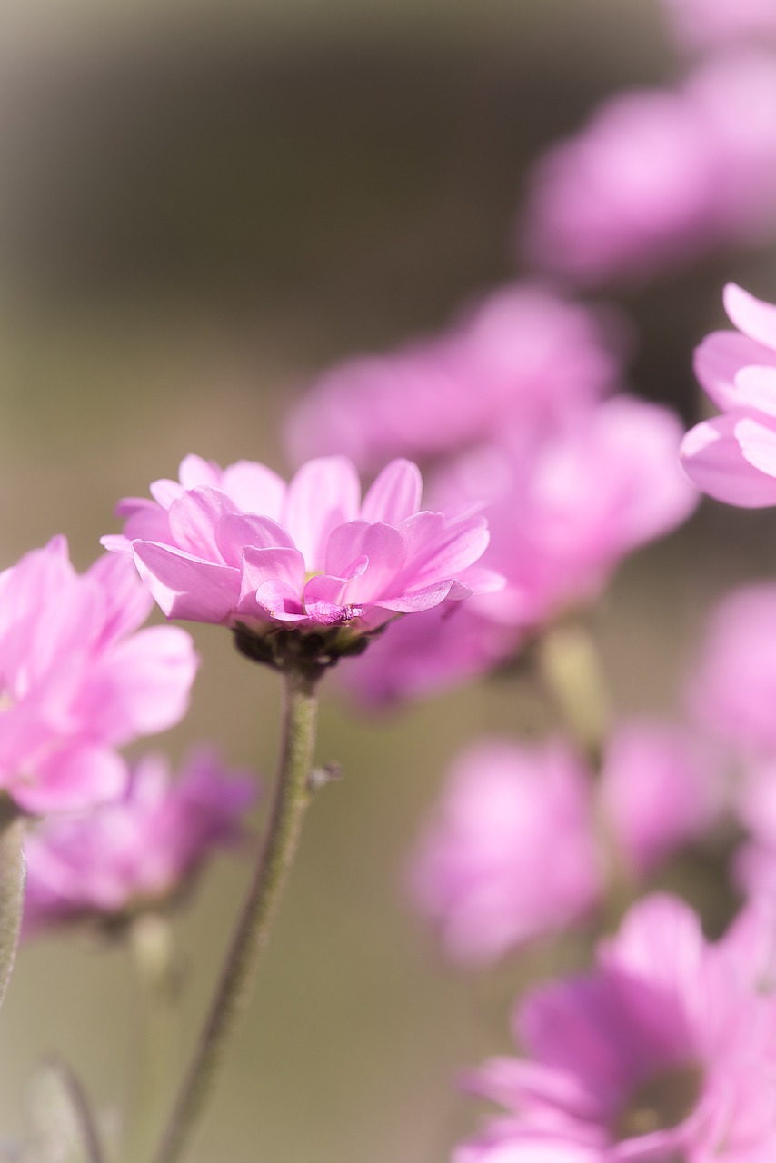 flower  pink  pink flower free photo