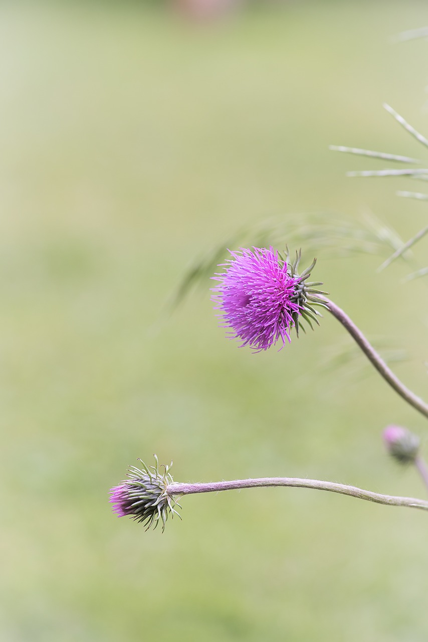 flower  blossom  bloom free photo