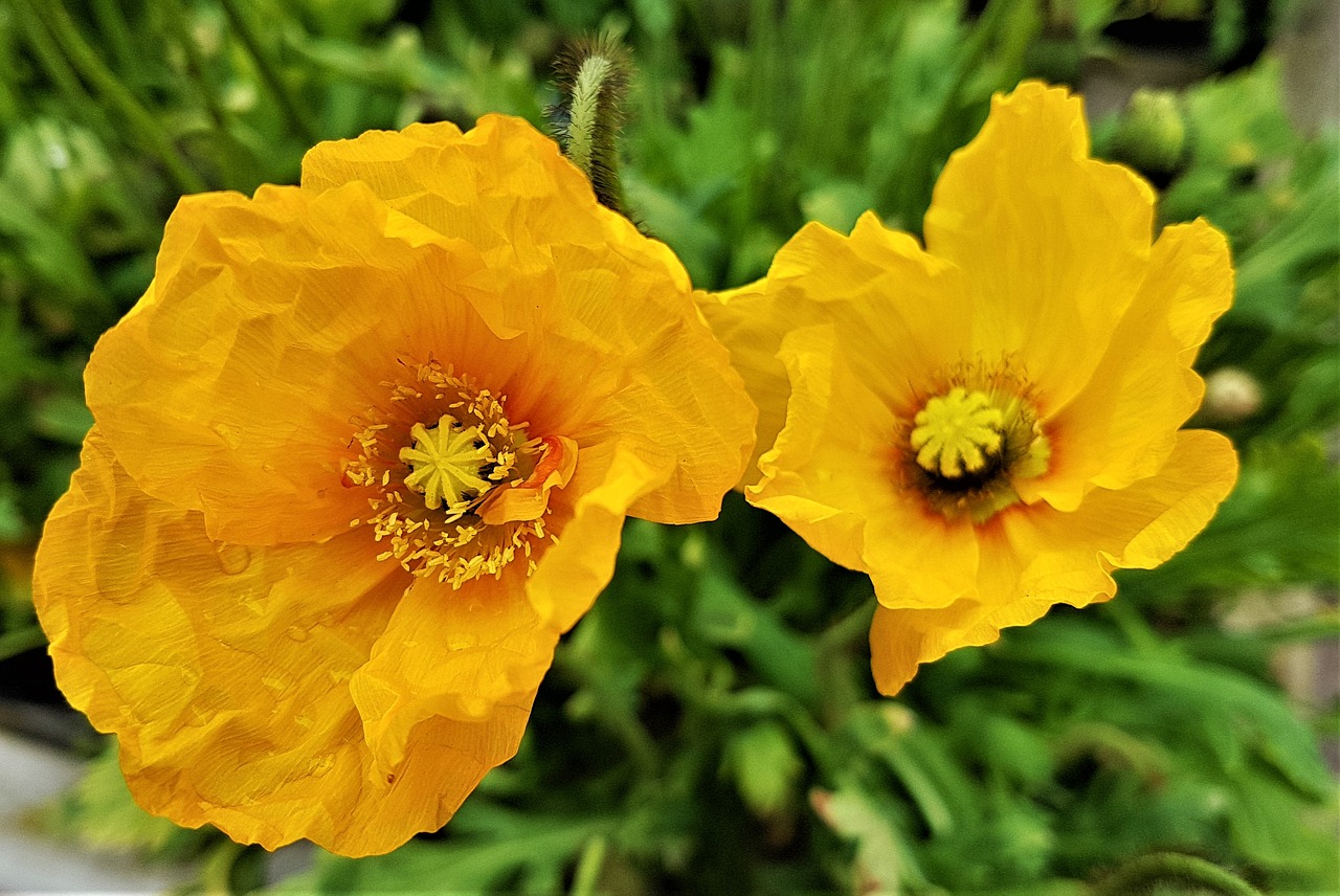 flower  bloom  plant free photo