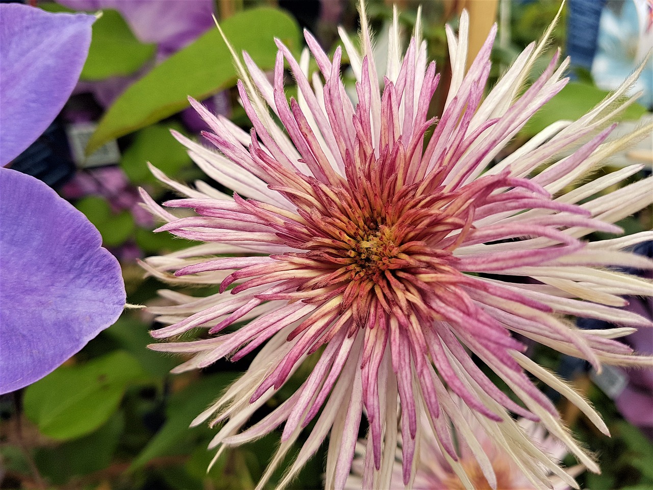 flower  bloom  plant free photo