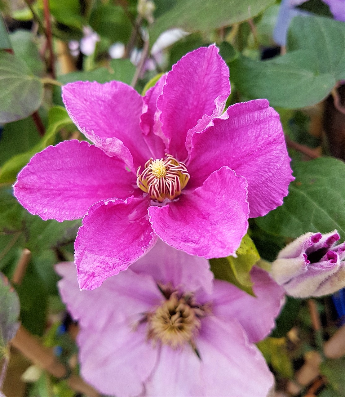 flower  bloom  plant free photo