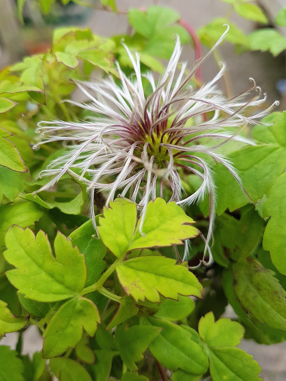 flower  bloom  plant free photo