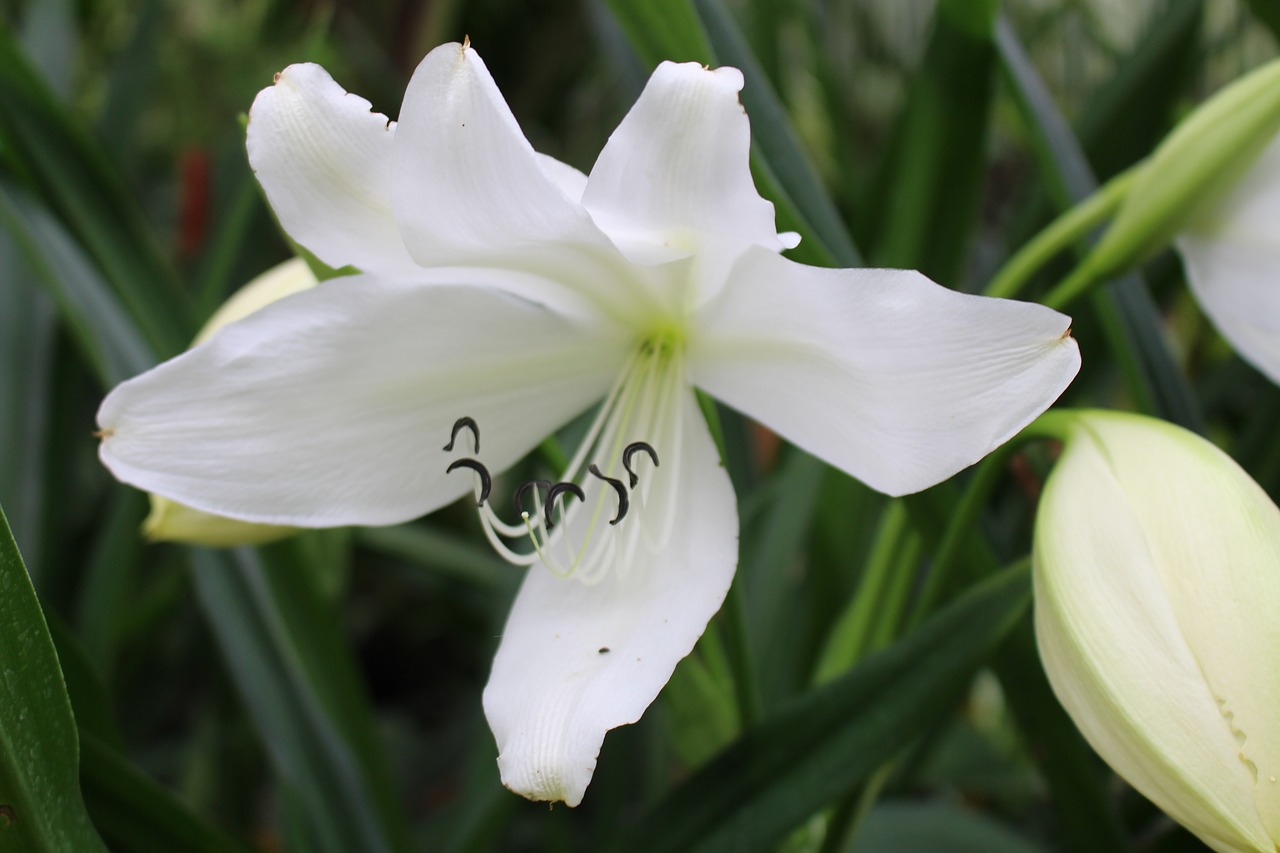 flower  white  white flowers free photo