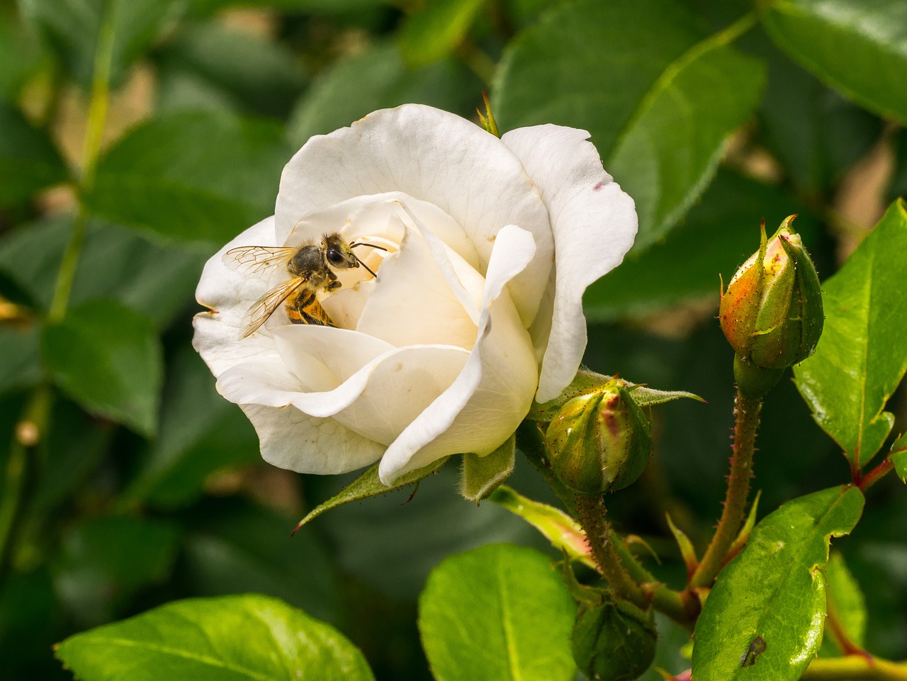 flower  rose  garden free photo