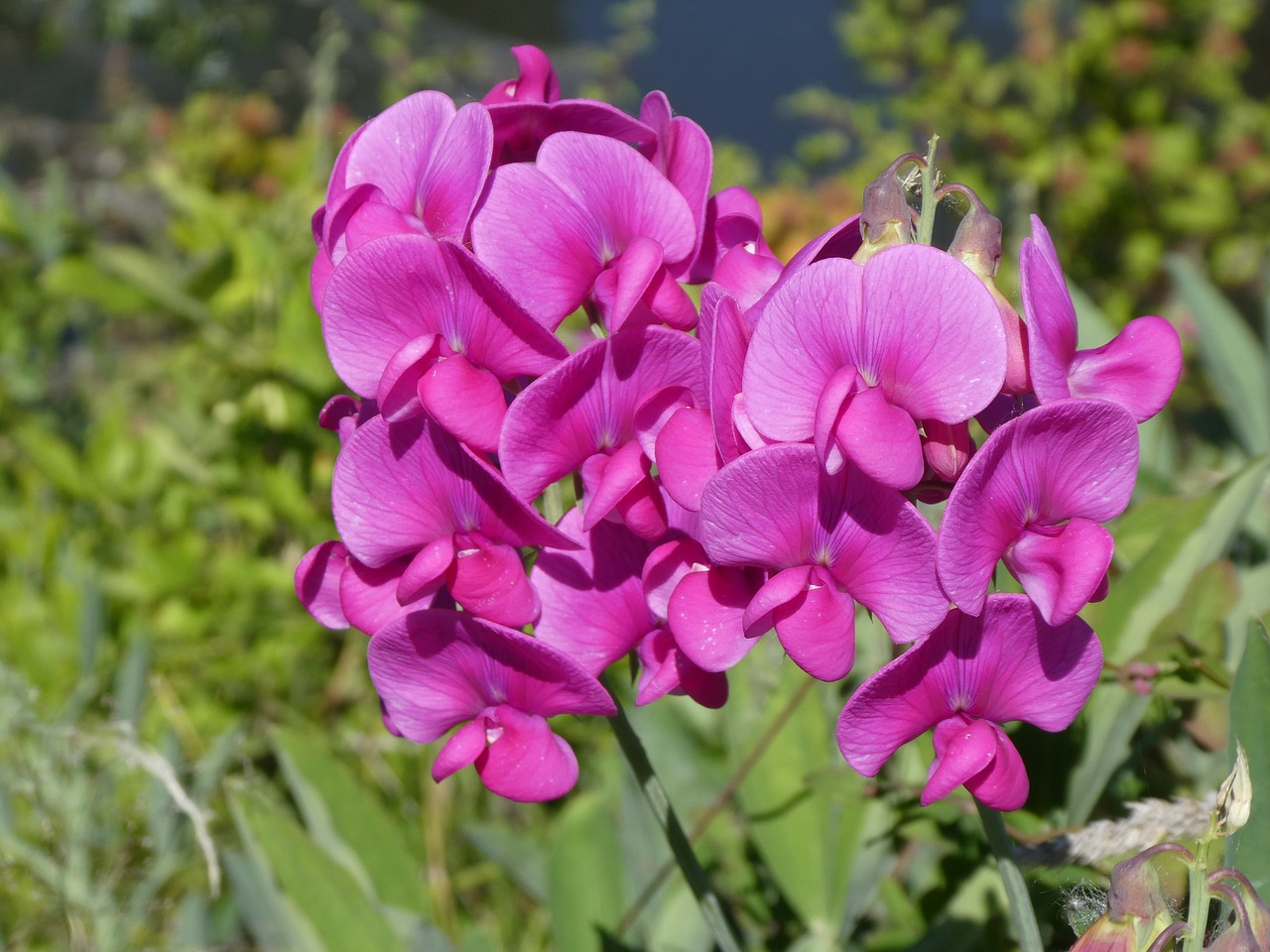 flower  wild  pink free photo