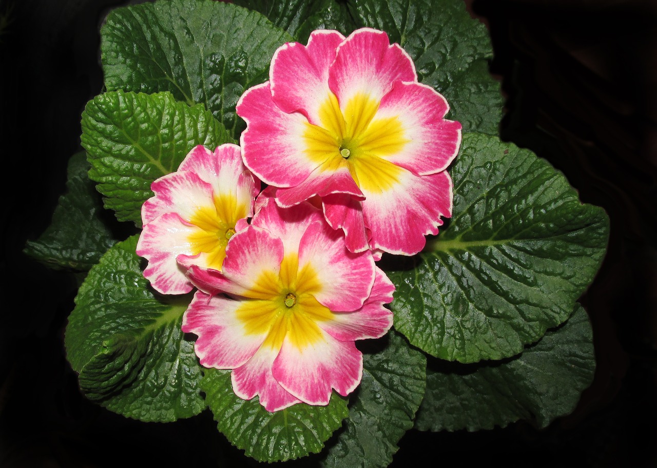 flower  primrose  plant free photo