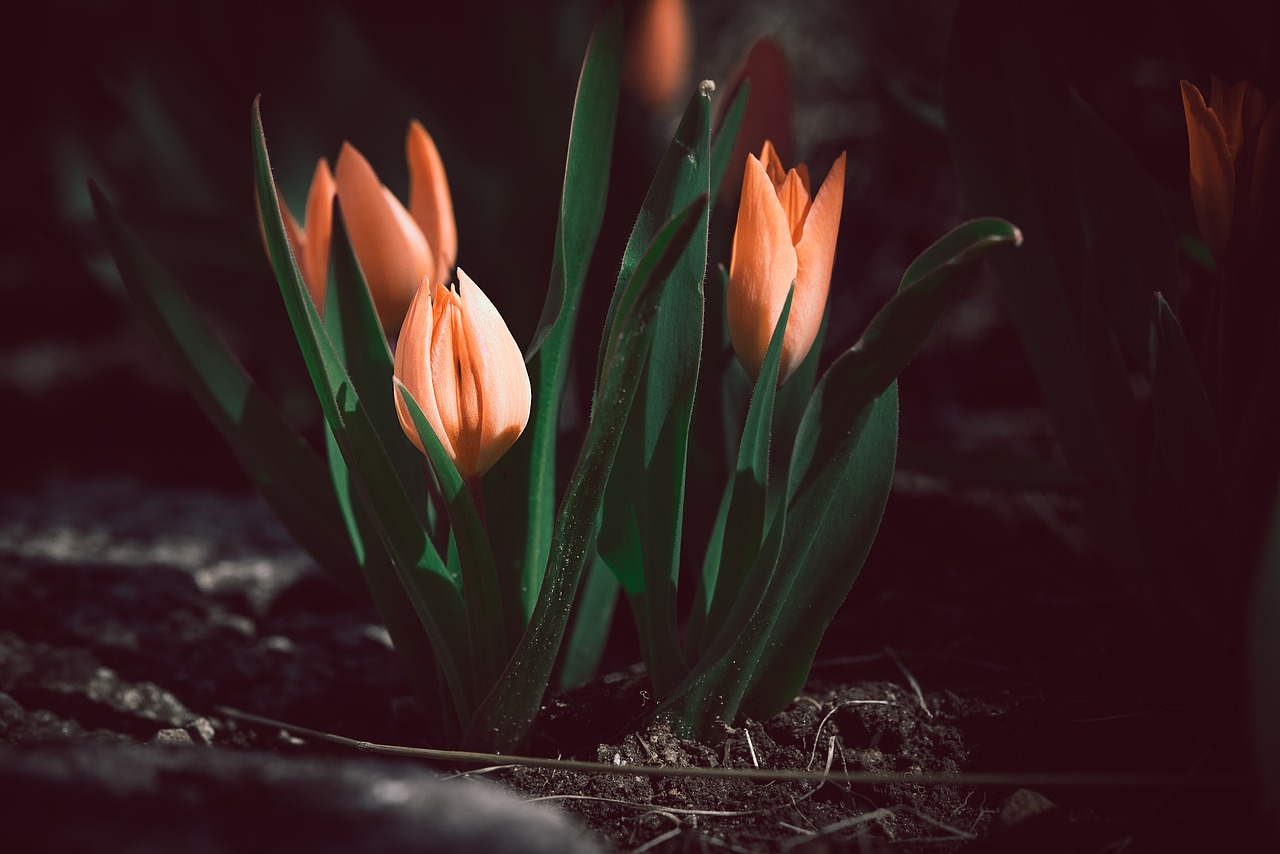 flower  flowers  tulips free photo