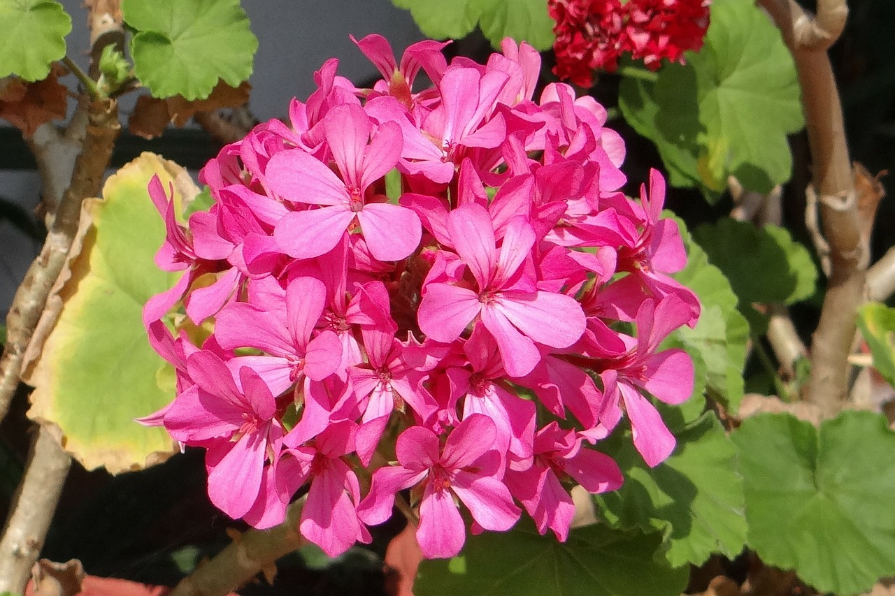 flower geranium geraniaceae free photo