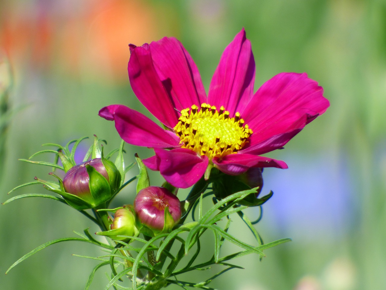 flower  garden  nature free photo