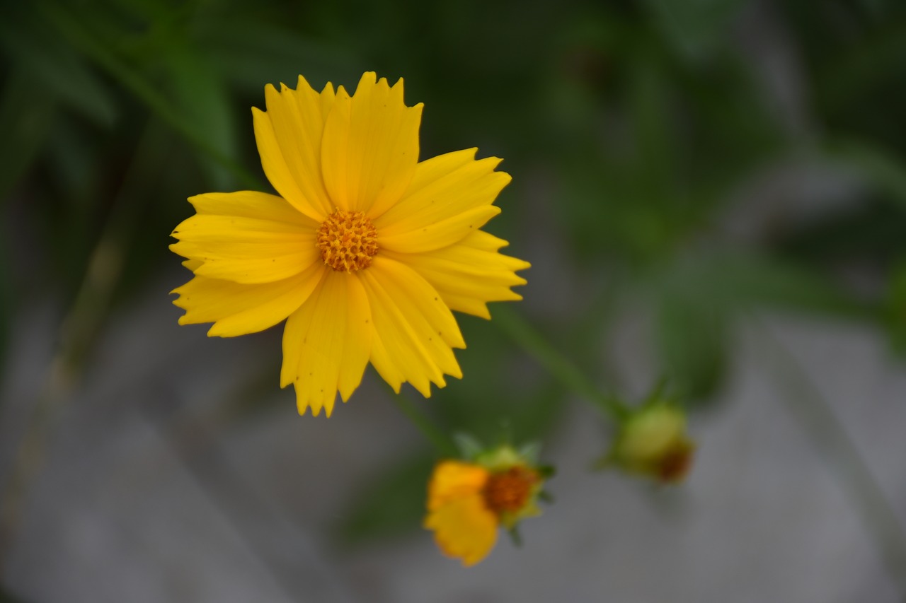 flower  small yellow flowers  summer free photo