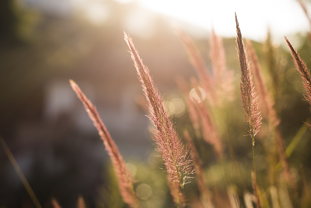 flower  grass  blur free photo