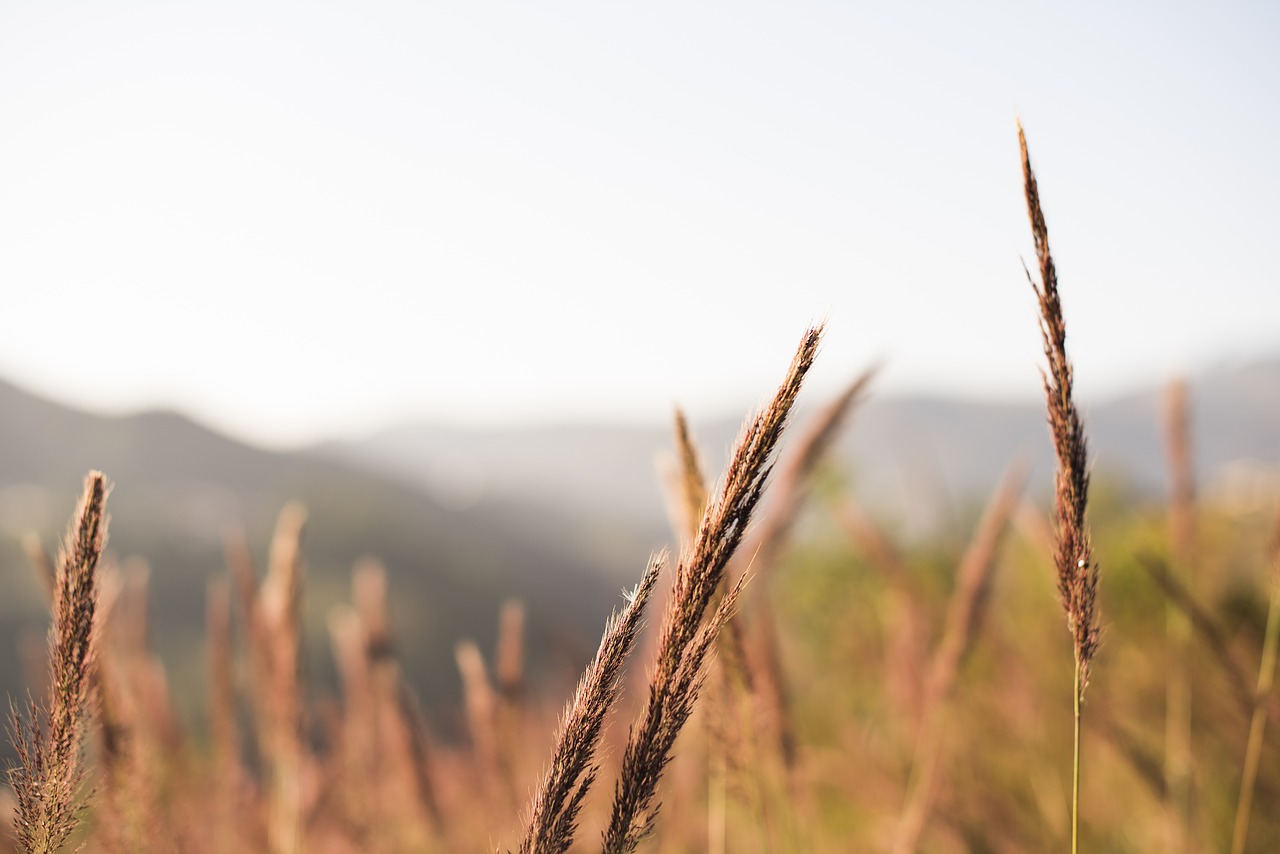 flower  mato  grass free photo