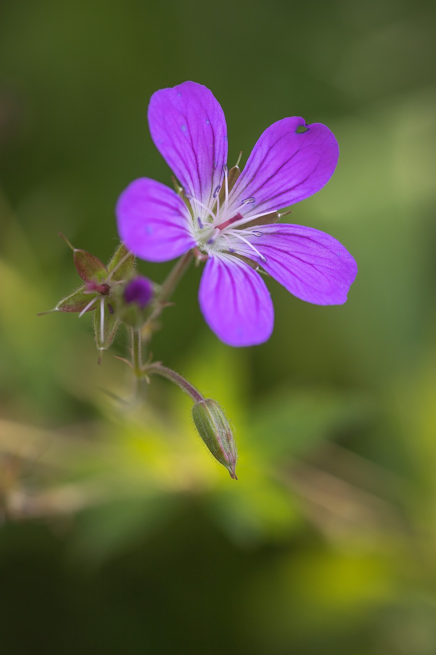 flower  summer  nature free photo