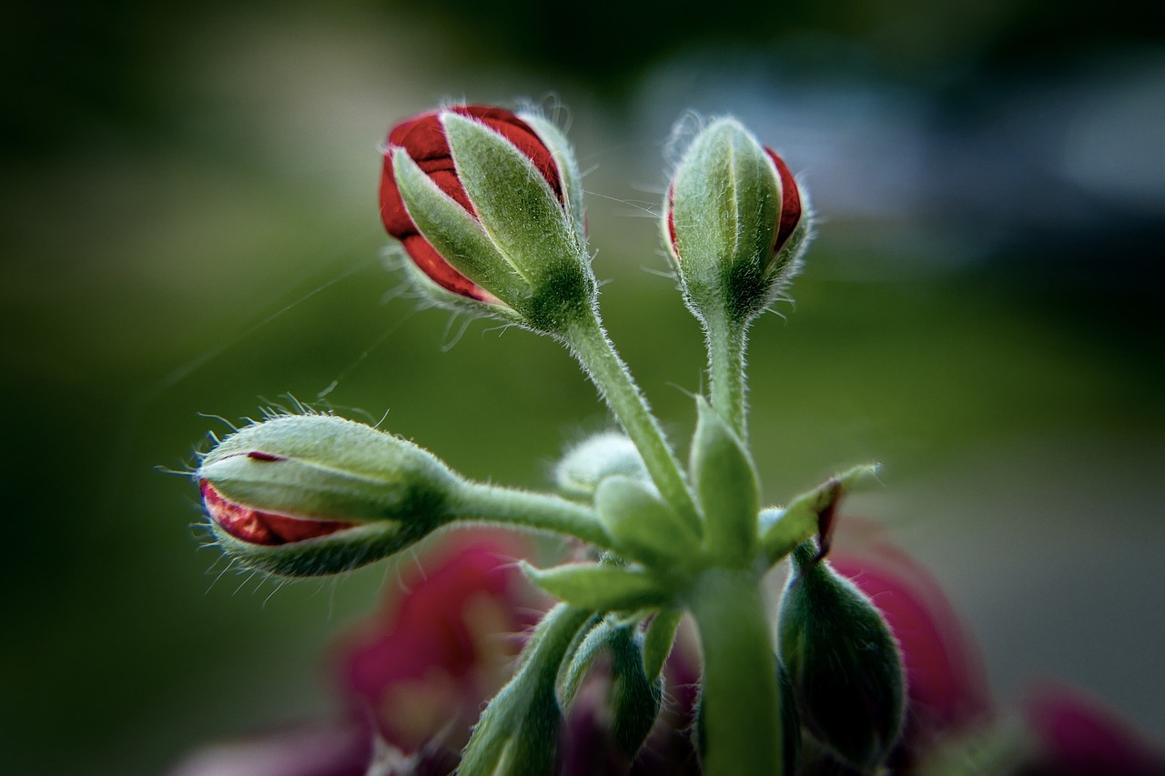 flower  nature  garden free photo