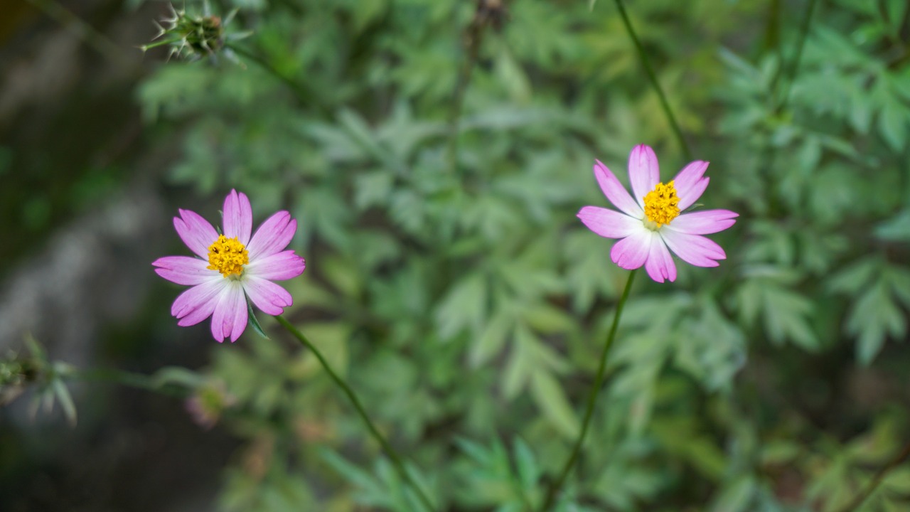 flower  pink  cute free photo