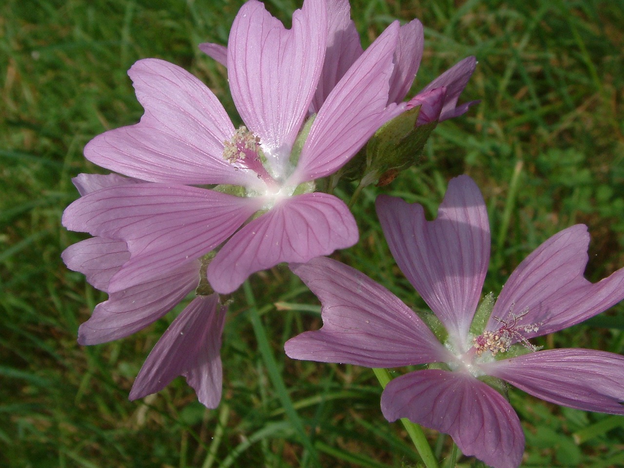 flower purple petals free photo