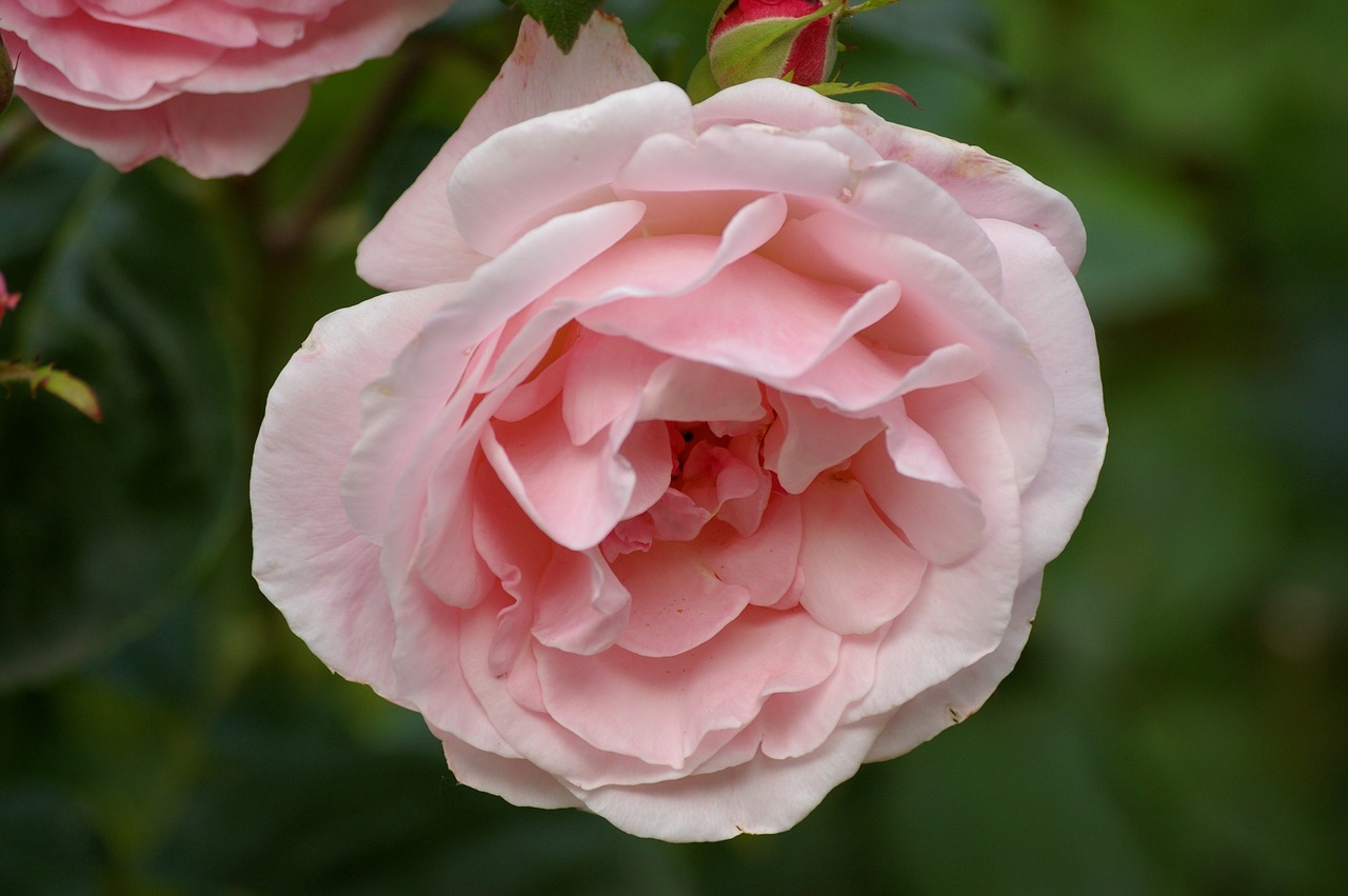 flower  pink  rosebush free photo
