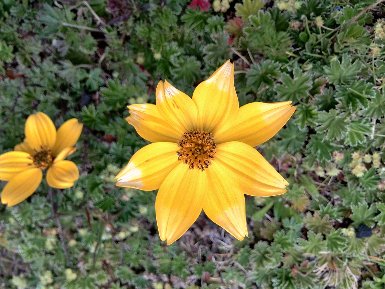 flower  yellow  yellow flower free photo