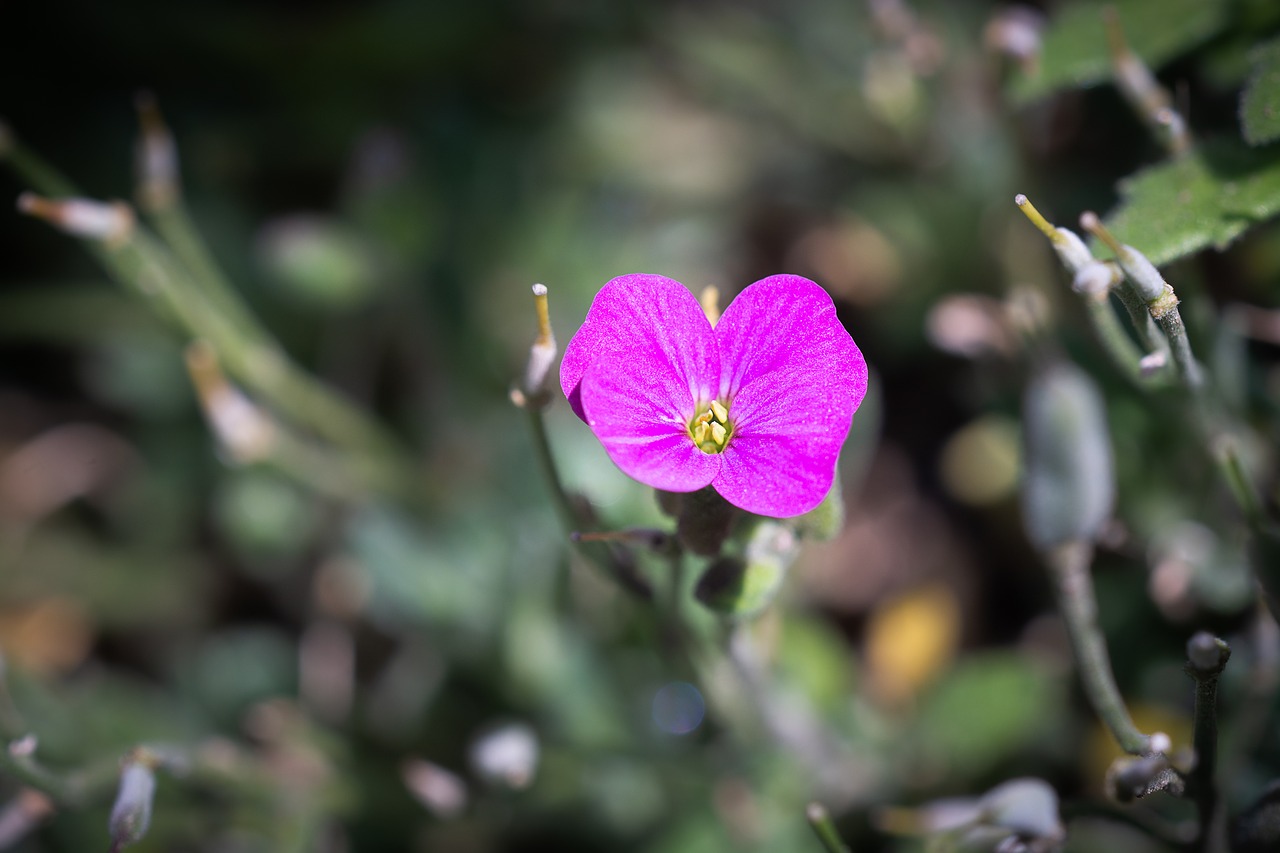 flower  pink  pink flower free photo