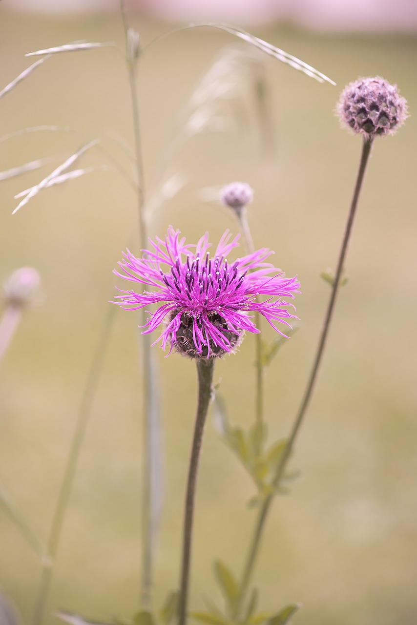 flower  pink  pink flower free photo