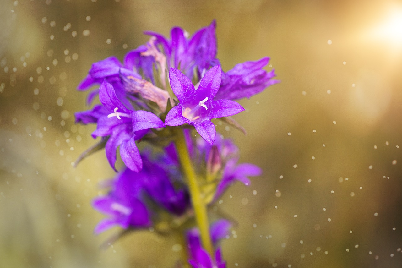 flower  blossom  bloom free photo